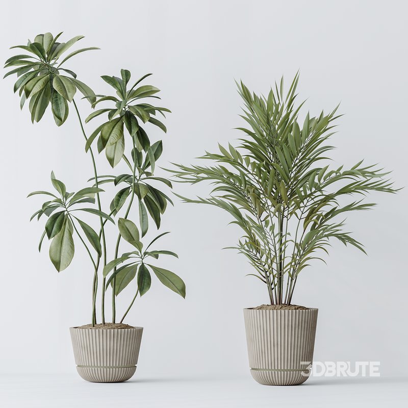 Indoor plants set 97 Dypsis Areca Palm and Spathiphyllum Wallisii Image 4