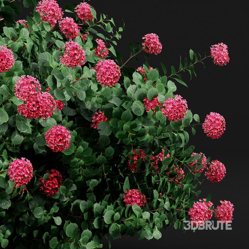 Bigleaf Hydrangeas flower Garden Gate Image 6