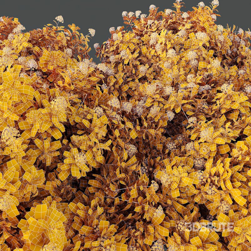 HQ Plants lantana Camara Confetti Bush Image 4