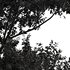 Eucalyptus Tree - Thumbnail 5