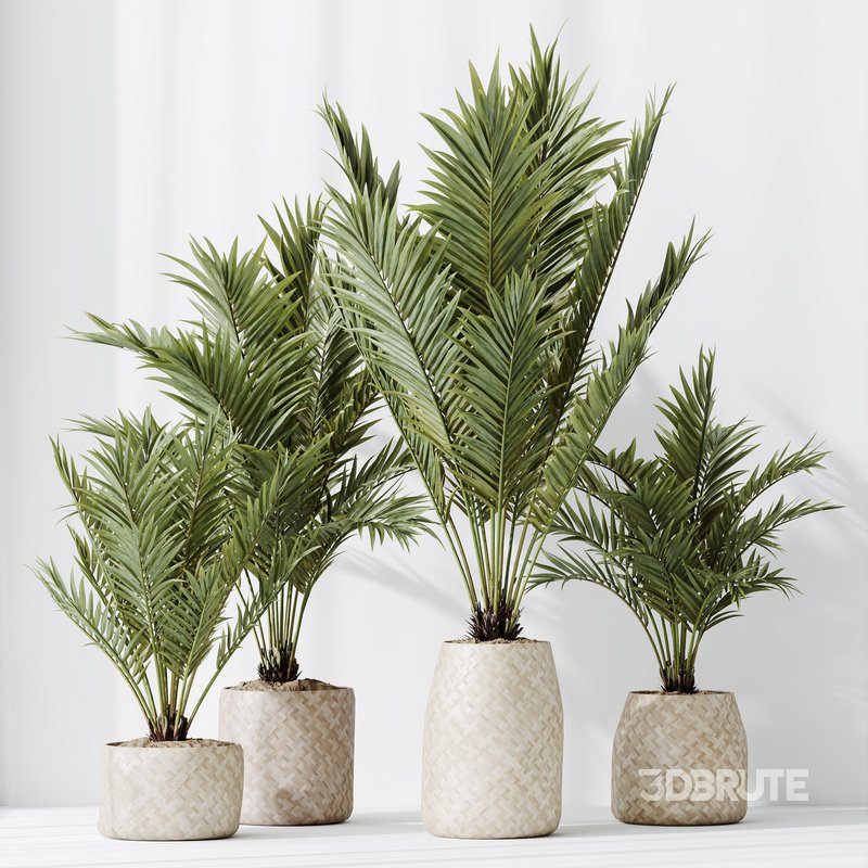 HQ HousePlants Cyara Areca Palm Paradise Kentia Everlasting Image 5