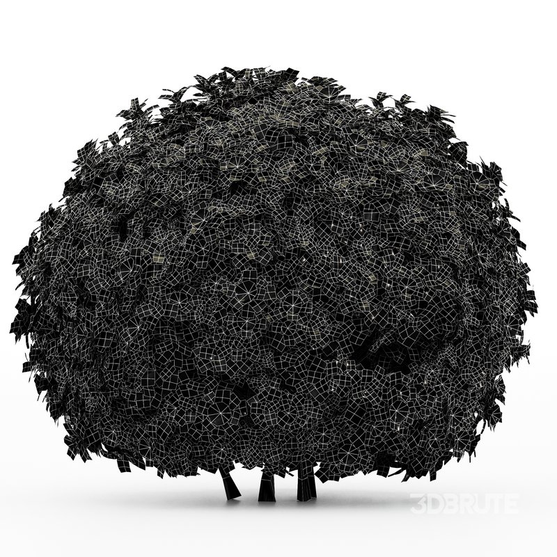 3 Houttuynia Gardenia augusta Gardenia jasminoides flower Image 5