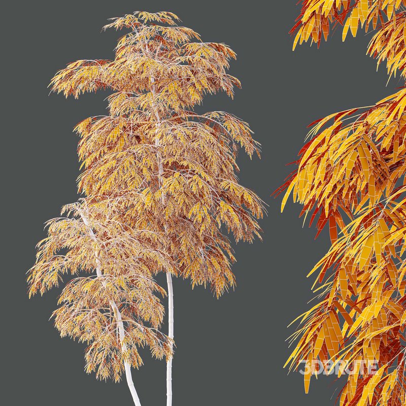 HQ Plants Bamboo Bambusoideae Tree Image 4