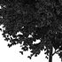 Canadian Poplar 2 Trees - Thumbnail 3
