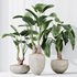 HQ HousePlants Cunjevoi Alocasia Jardin Brisbanensis Fittingly Elephant Set03 - Thumbnail 4