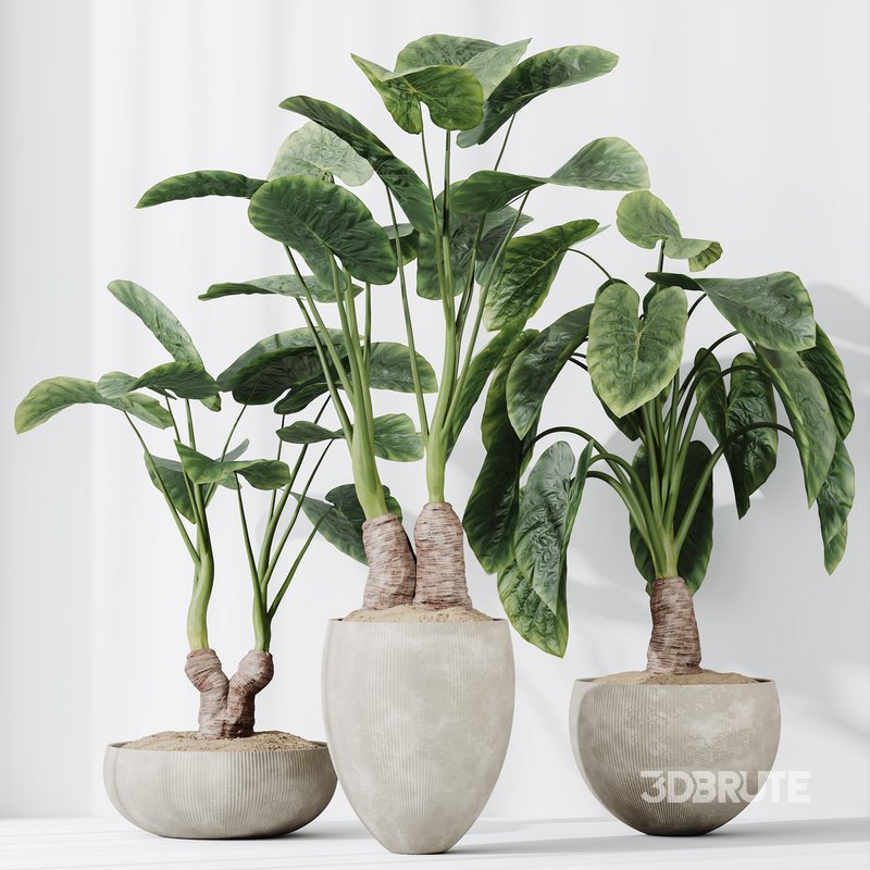 HQ HousePlants Cunjevoi Alocasia Jardin Brisbanensis Fittingly Elephant Set03 Image 4