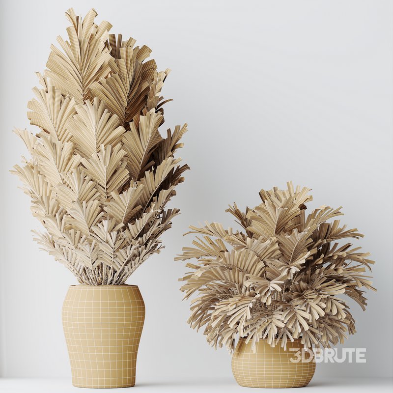 HQ HousePlants Cyara Areca Palm Paradise Kentia Everlasting Set02 Image 5