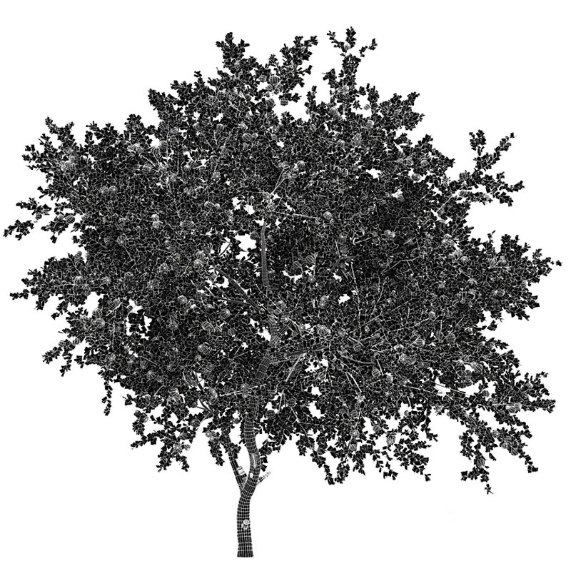 Apple fruit tree Image 5