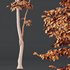 Beautiful Trees Carpinus Betulus and Japanese Cherry Leaf - Thumbnail 4