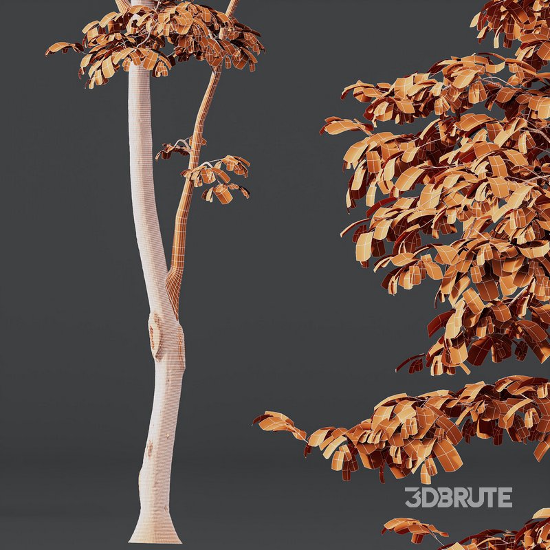 Beautiful Trees Carpinus Betulus and Japanese Cherry Leaf Image 4