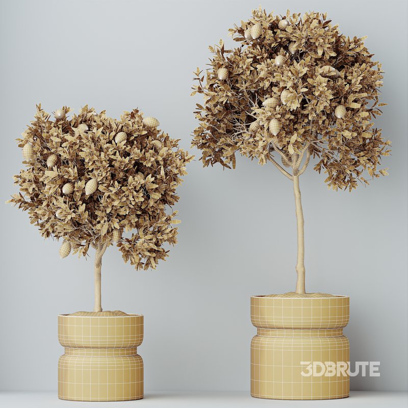 HQ HousePlants Mandarin Citrus Fruit Lomen Calamondin Tree Image 5