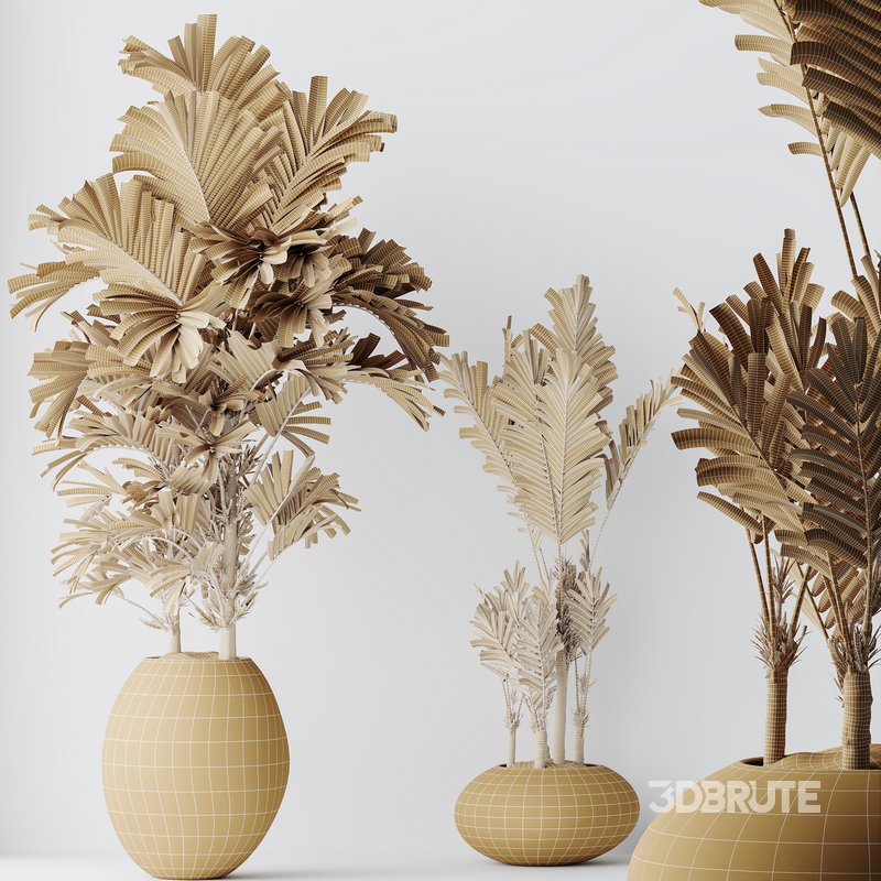 HQ HousePlants Cyara Areca Palm Paradise Kentia Everlasting Set03 Image 4