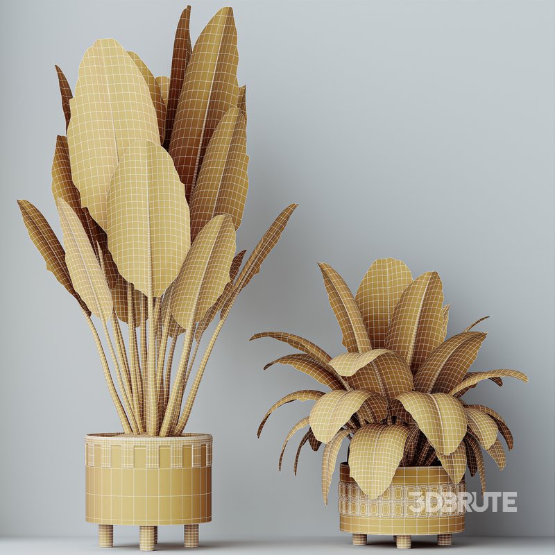 HQ HousePlants Ficus Elastica Beliza Tineke Variegated Rubber Image 5