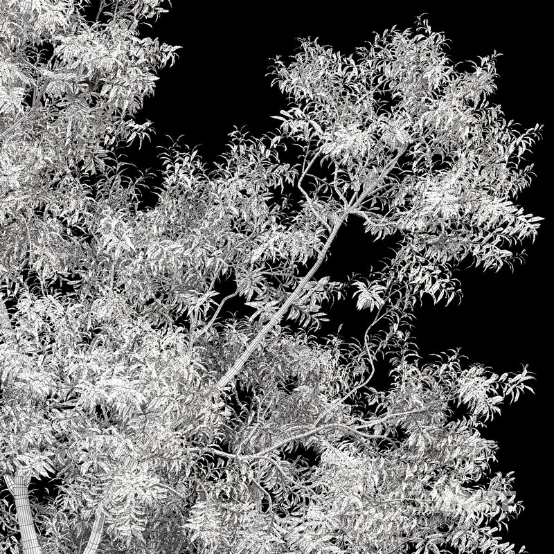 Ghost Gum Tree Corymbia Aparrerinja Image 5