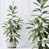 Indoor plants set 98 Areca Palm Kentia and Wilsonii Chemlali Olive and Ficu Cyathistipula - Thumbnail 2
