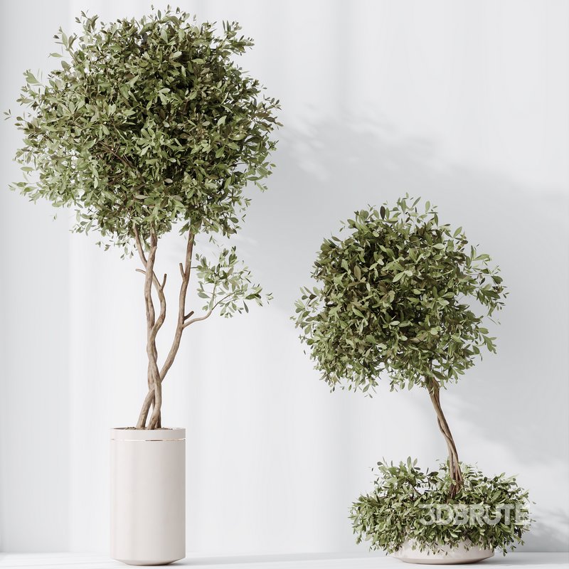 Indoor plants set 106 Olive Artificial Olivo Olea Tree and Mission Kalamata Leccino Arbequina Image 4