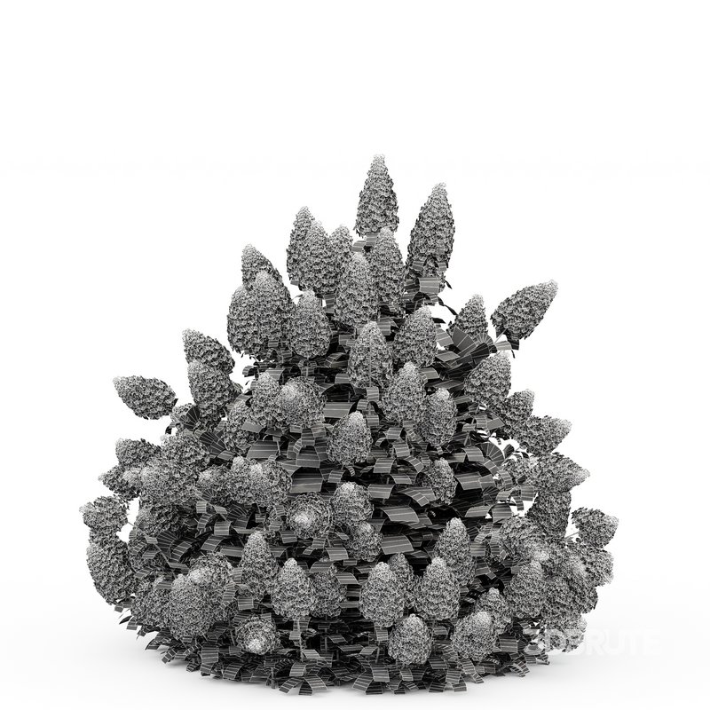 Hydrangea Paniculata Phantom Image 5