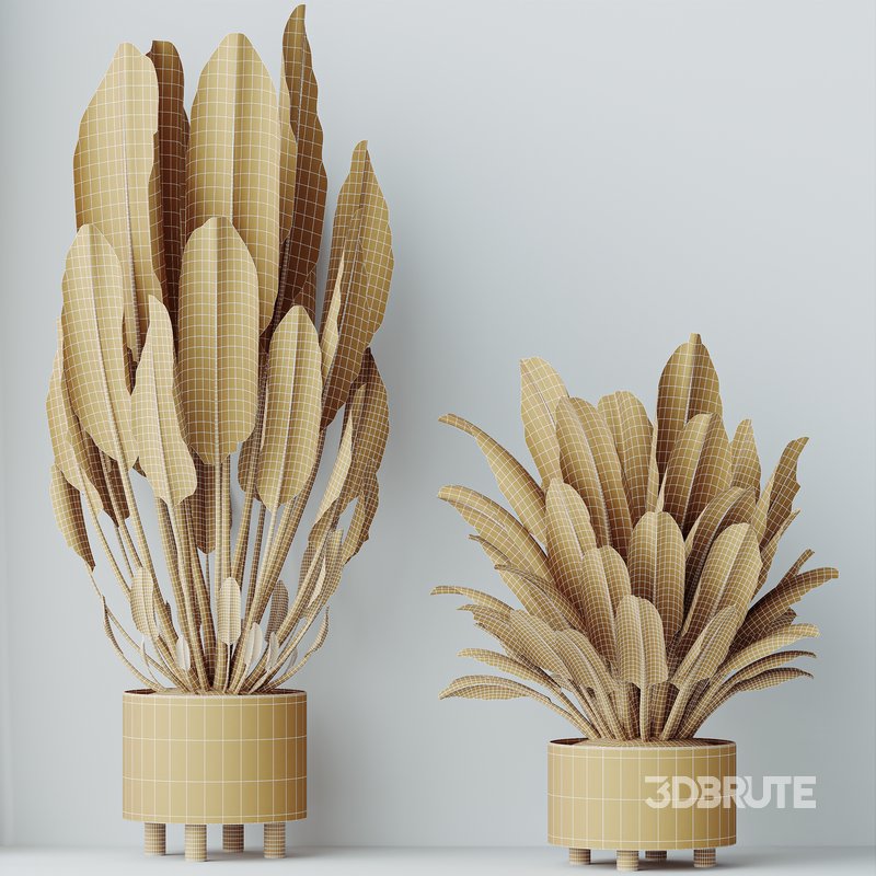 HQ HousePlants Ficus Elastica Beliza Tineke Variegated Rubber Set02 Image 3