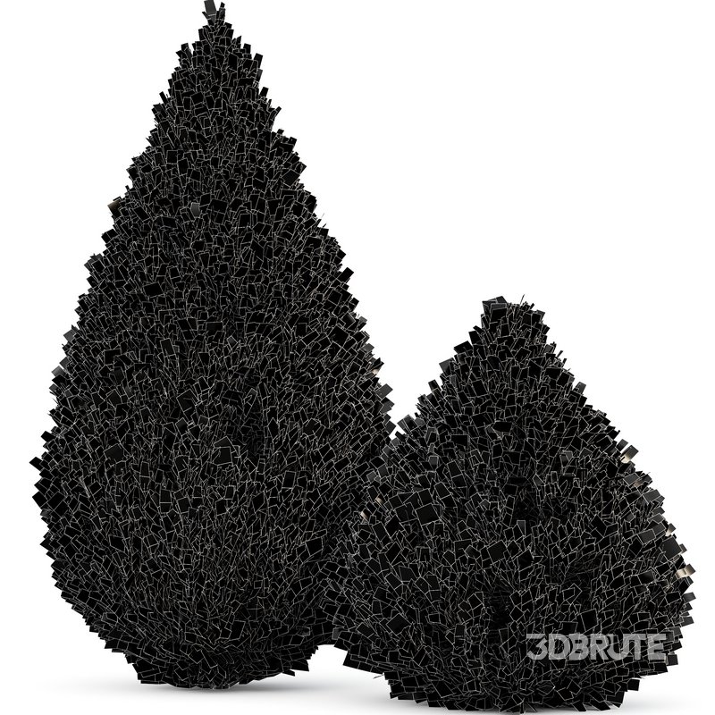 Juniperus chinensis Spartan Taylor Juniper Image 4