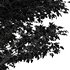 Grey Alder Tree Alnus incana - Thumbnail 5