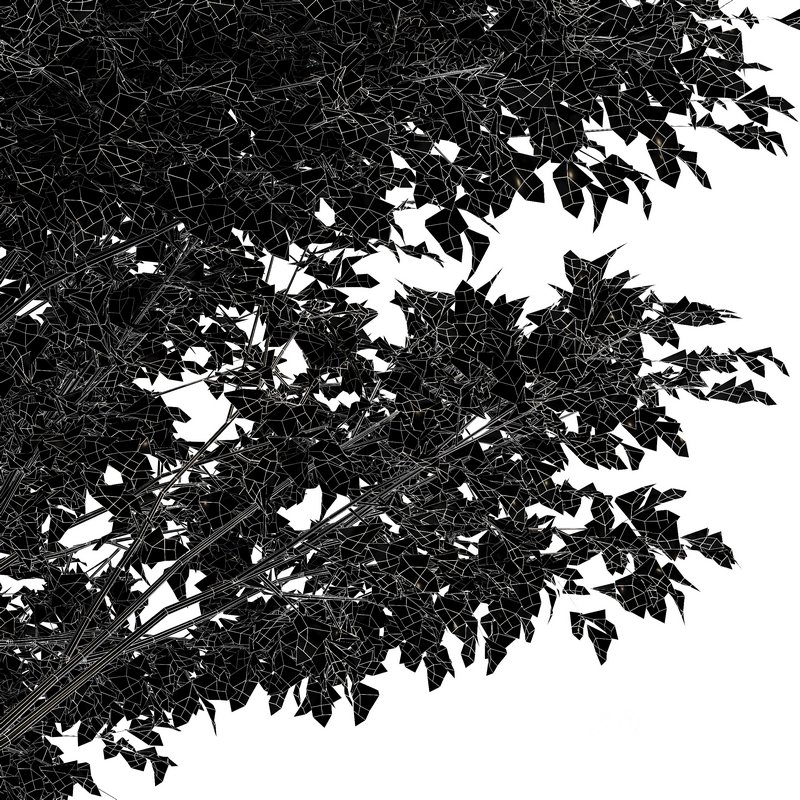 Grey Alder Tree Alnus incana Image 5