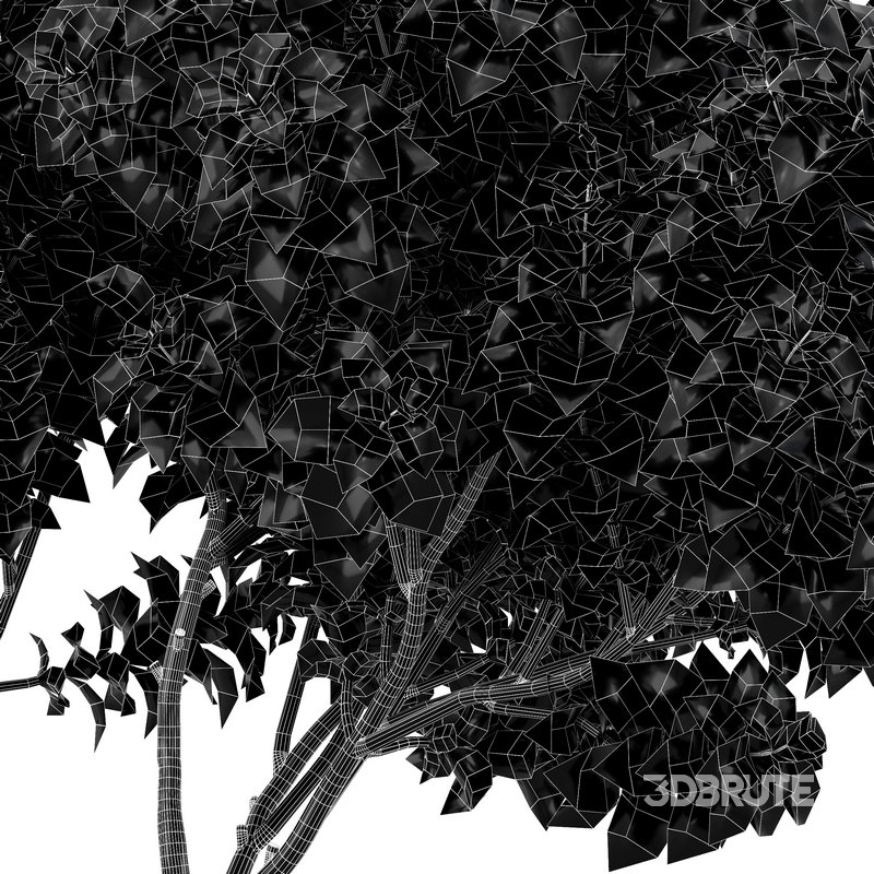 Joy Perfume Orange Michelia Champaca 3 Trees Image 6