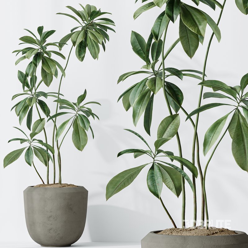 Indoor plants set 101 Spathiphyllum Wallisii and Ficus Cyathistipula Image 7