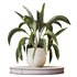 Indoor plants set 105 Wilsonii Chemlali Olive and Wallisii Bellini Peace Lily Domino - Thumbnail 7