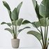 Indoor plants set 99 Lutescens Areca Palm and Ficus Benjamina and Paradise Strelitzia - Thumbnail 8