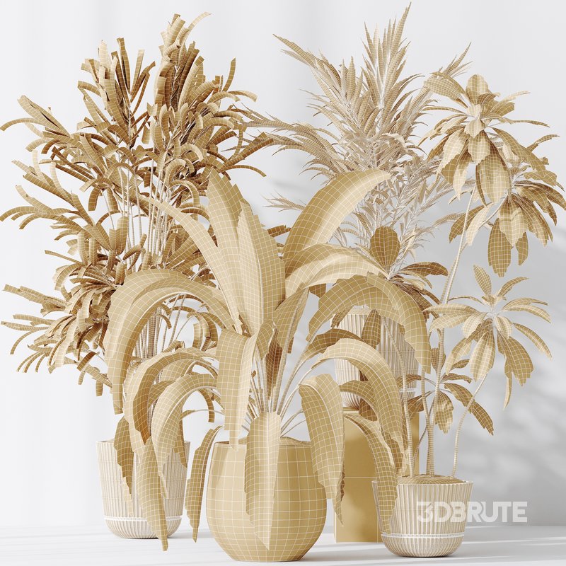 Indoor plants set 97 Dypsis Areca Palm and Spathiphyllum Wallisii Image 5