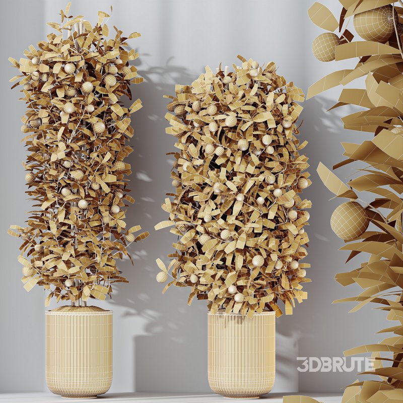 HQ HousePlants Mandarin Citrus Fruit Bosnai China Orange Tree Set02 Image 5