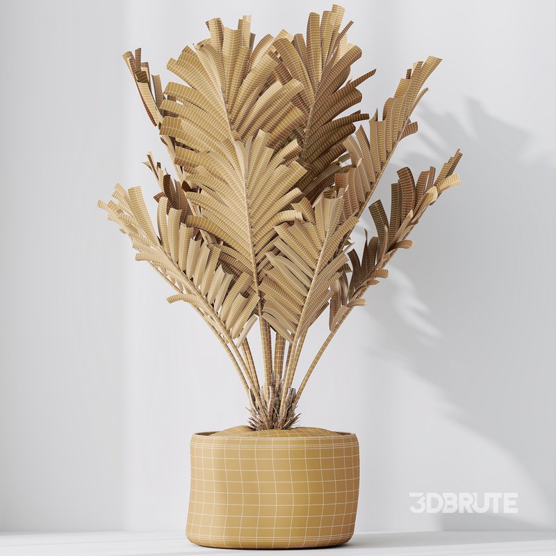 HQ HousePlants Cyara Areca Palm Paradise Kentia Everlasting Image 6