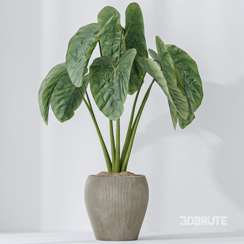 Indoor plants set 103 Lutescens Palm and Cunjevoi Alocasia Image 6