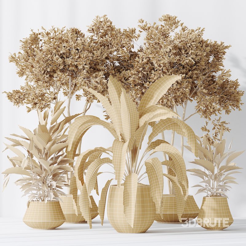 Indoor plants set 105 Wilsonii Chemlali Olive and Wallisii Bellini Peace Lily Domino Image 5