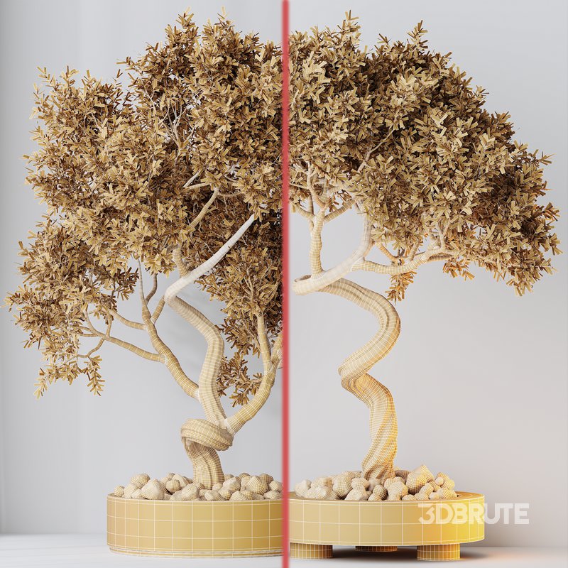 Indoor plants set 104 Microcarpa Bonsai Ginseng and Wilsonii Chemlali Olive Image 6