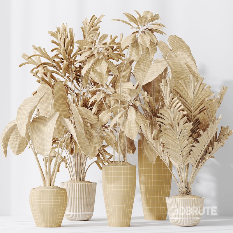 Indoor plants set 103 Lutescens Palm and Cunjevoi Alocasia Image 7