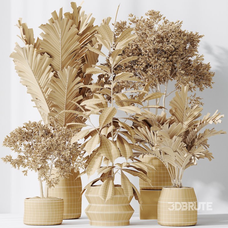 Indoor plants set 98 Areca Palm Kentia and Wilsonii Chemlali Olive and Ficu Cyathistipula Image 3