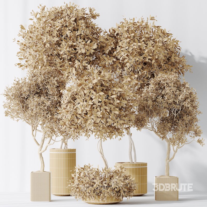 Indoor plants set 106 Olive Artificial Olivo Olea Tree and Mission Kalamata Leccino Arbequina Image 5