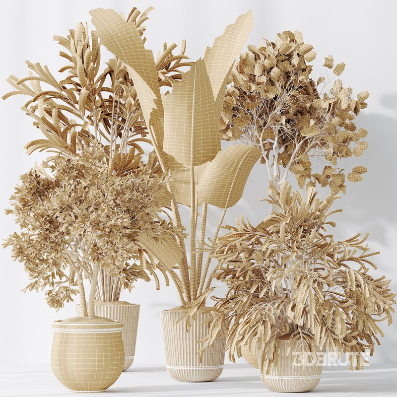 Indoor plants set 99 Lutescens Areca Palm and Ficus Benjamina and Paradise Strelitzia Image 6