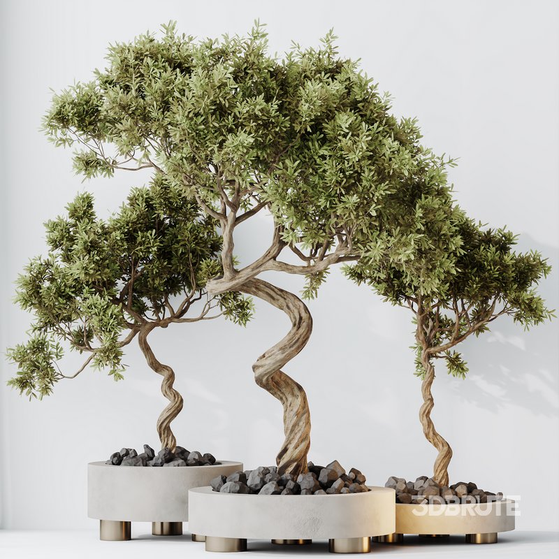 Indoor plants set 104 Microcarpa Bonsai Ginseng and Wilsonii Chemlali Olive Image 9