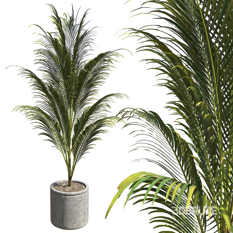 OutDoor Plant 02 Image 1