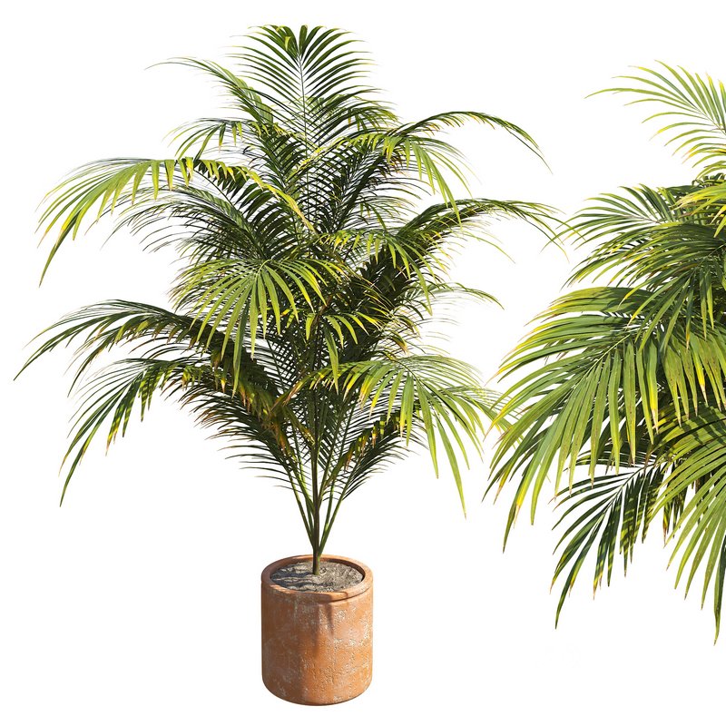 Outdoor Plant 01 Image 1