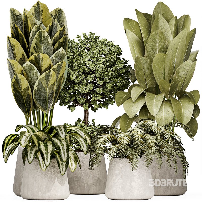 Indoor plant 04 Image 1