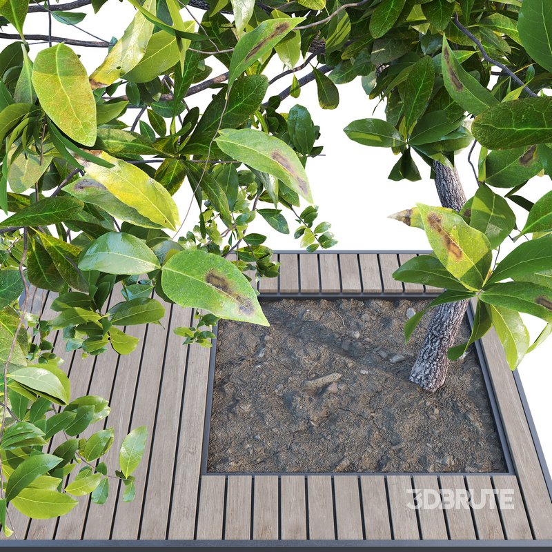 Outdoor Plant 04 Image 2