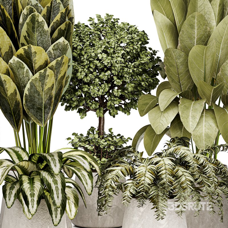 Indoor plant 04 Image 2