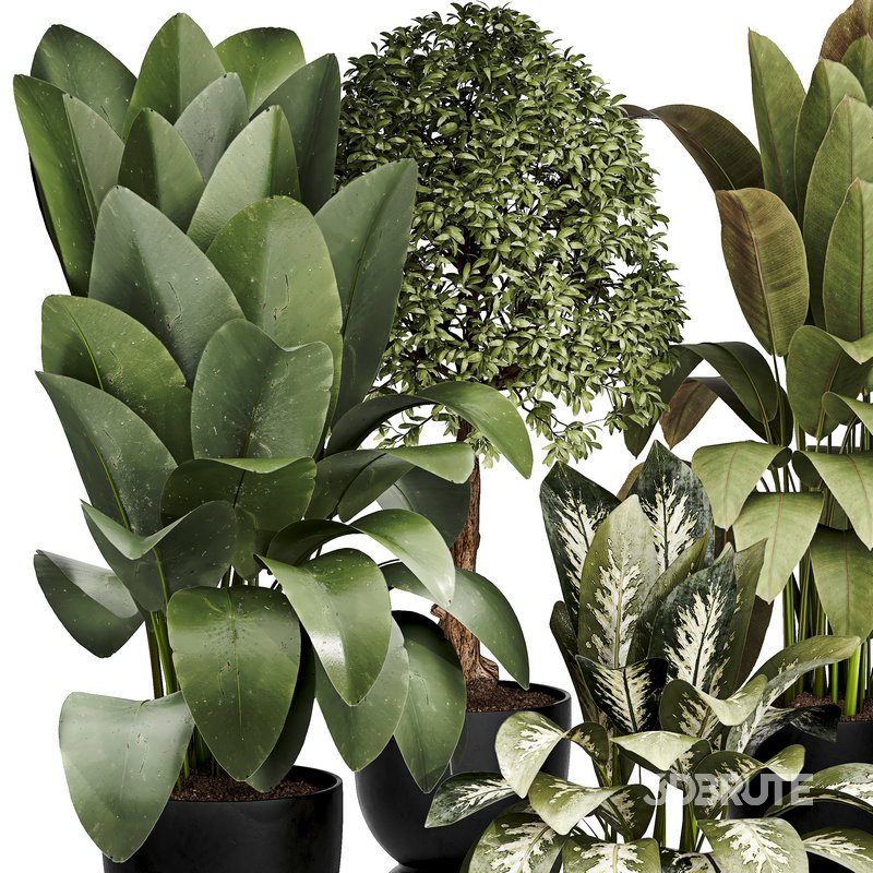 Indoor plant 05 Image 2