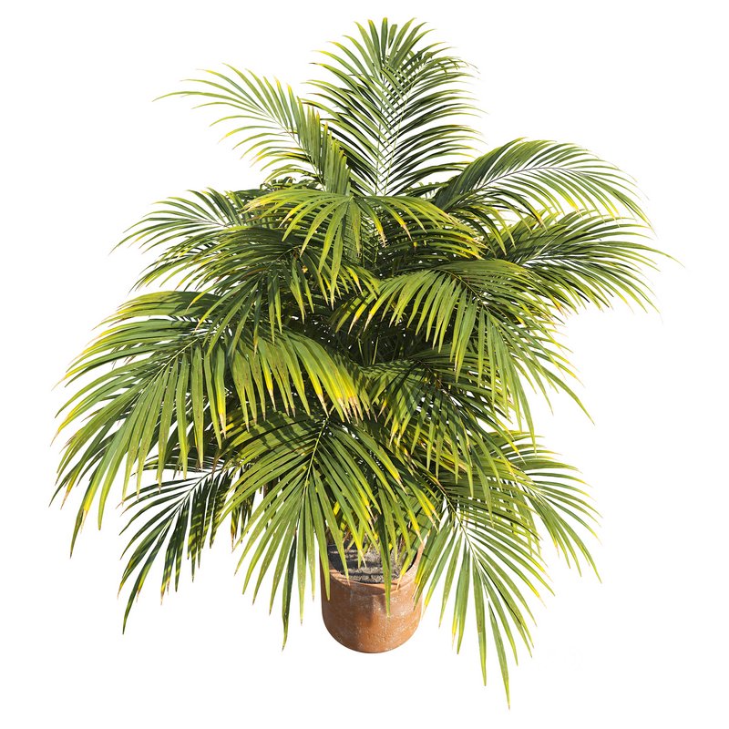 Outdoor Plant 01 Image 2