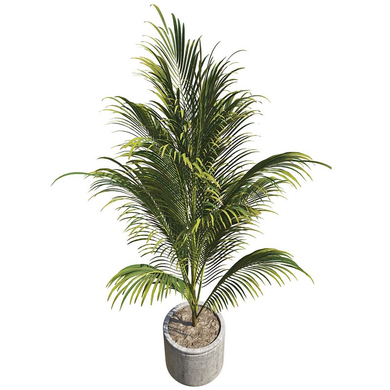 OutDoor Plant 02 Image 2