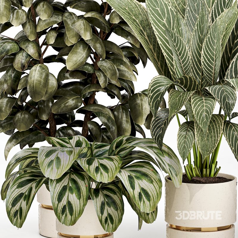 Indoor plant 03 Image 3