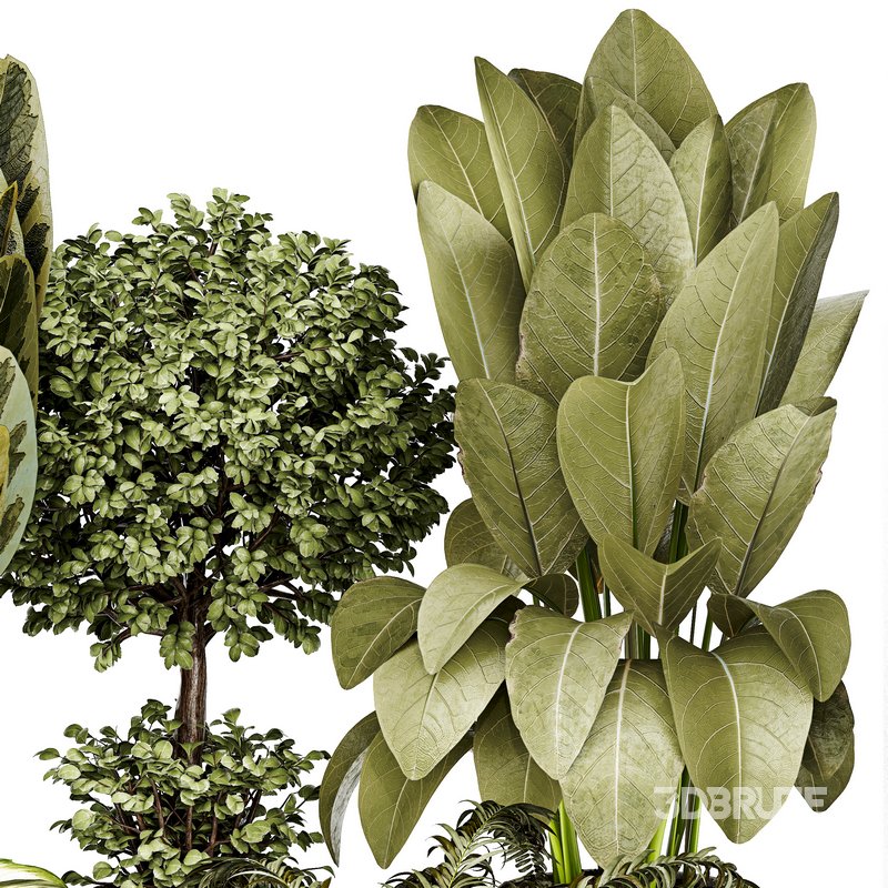 Indoor plant 04 Image 3